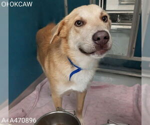 Siberian Husky-Unknown Mix Dogs for adoption in Oklahoma City, OK, USA