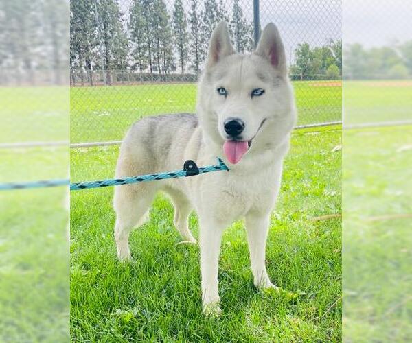 Medium Photo #1 Siberian Husky Puppy For Sale in Rancho Cucamonga, CA, USA
