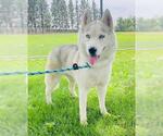 Small Siberian Husky
