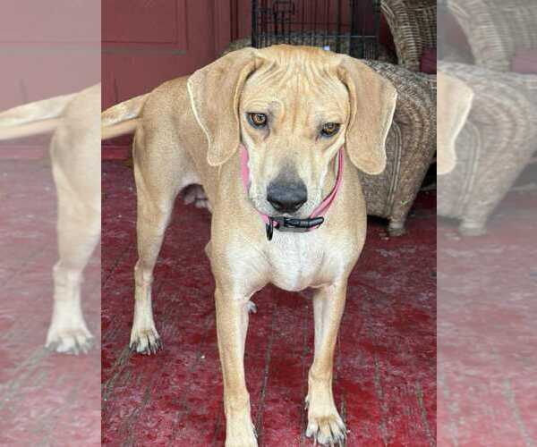 Medium Photo #8 Labrador Retriever-Unknown Mix Puppy For Sale in New York, NY, USA