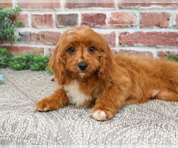 Medium Photo #4 Cavapoo (Miniature) Puppy For Sale in SYRACUSE, IN, USA