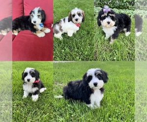 Miniature Bernedoodle Puppy for Sale in RICHMOND, Illinois USA