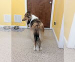 Small #7 Collie