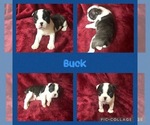 Puppy Puppy 1 Buck Boston Terrier