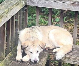 Mother of the Alaskan Malamute-German Shepherd Dog Mix puppies born on 05/22/2026