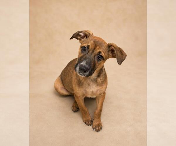 Medium Photo #5 Black Mouth Cur-Unknown Mix Puppy For Sale in Rockwall, TX, USA