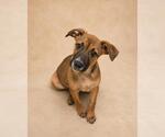 Small #4 Black Mouth Cur Mix