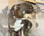 Small #6 Labrador Retriever-Staffordshire Bull Terrier Mix