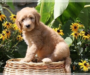 Goldendoodle-Poodle (Miniature) Mix Puppy for sale in FREDERICKSBG, OH, USA