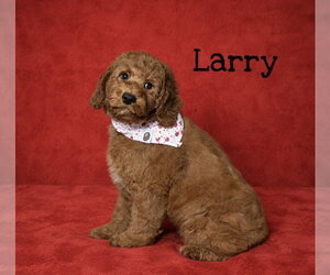Goldendoodle (Miniature) Dogs for adoption in Conway, AR, USA