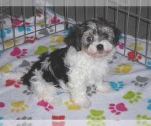 Havanese Puppy for Sale in ORO VALLEY, Arizona USA