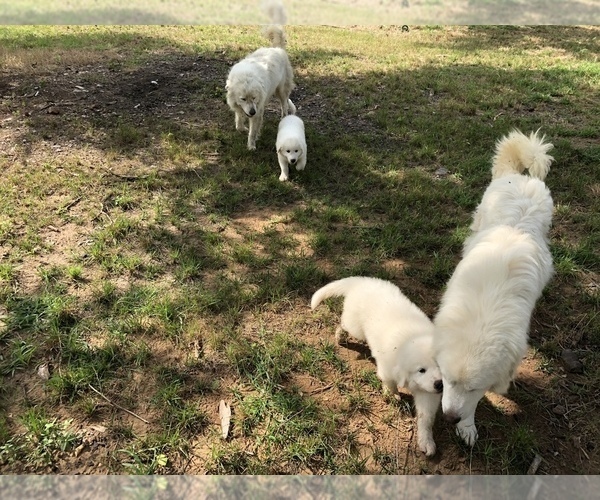 Medium Photo #7 Great Pyrenees Puppy For Sale in CLEBURNE, TX, USA