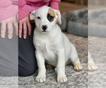 Small American Bulldog-Labrador Retriever Mix