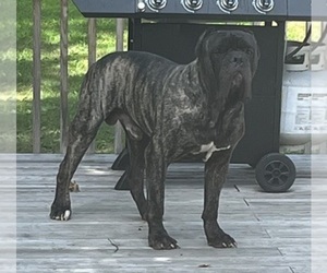 Father of the Cane Corso puppies born on 06/25/2022