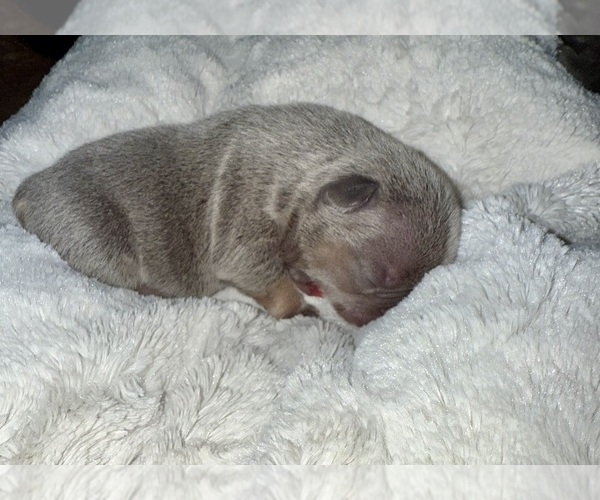 Medium Photo #6 French Bulldog Puppy For Sale in BIG RAPIDS, MI, USA