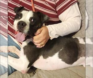 American Bulldog-Unknown Mix Dogs for adoption in New Oxford , PA, USA