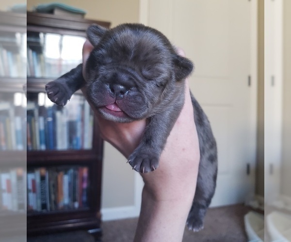 Medium Photo #5 French Bulldog Puppy For Sale in PASCO, WA, USA