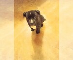 Small American Bully-Bulloxer Mix
