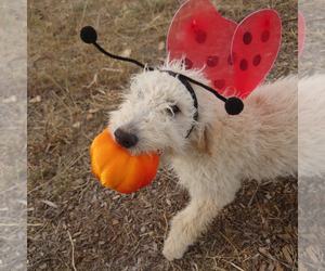 Goldendoodle Puppy for sale in PEYTON, CO, USA