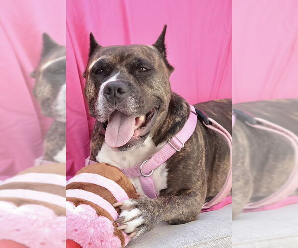 Medium Photo #34 Mutt Puppy For Sale in Philadelphia, PA, USA