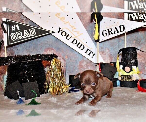 Medium Photo #6 Chihuahua Puppy For Sale in CHARLESTON, AR, USA