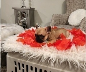 French Bulldog Puppy for sale in WICHITA, KS, USA