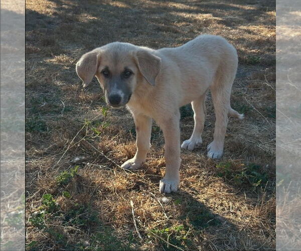 Medium Photo #2 Anatolian Shepherd-Great Pyrenees Mix Puppy For Sale in Hayward, CA, USA