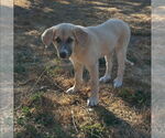 Small #1 Anatolian Shepherd-Great Pyrenees Mix