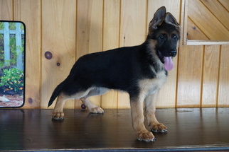 German Shepherd Dog Puppy for sale in FREDERICKSBURG, OH, USA