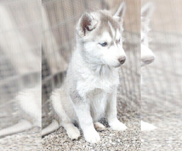 Full screen Photo #4 Siberian Husky Puppy For Sale in TUCSON, AZ, USA