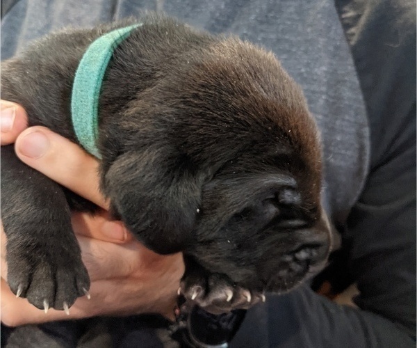 Medium Photo #3 Goldmaraner Puppy For Sale in SAN JOSE, CA, USA