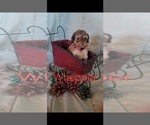 Puppy Whopper Poodle (Miniature)