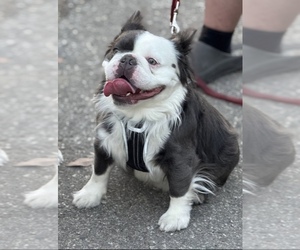 Father of the French Bulldog puppies born on 12/24/2024
