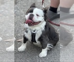 Small Photo #1 French Bulldog Puppy For Sale in MARTINEZ, CA, USA