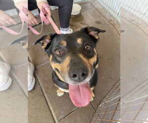 Daffodil - Female German Shepherd Dog-Unknown Mix Dog for Adoption - Photo #2