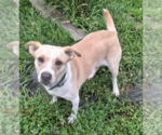 Small #1 Beagle Mix