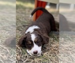 Puppy 3 Aussie-Poo-Miniature Bernedoodle Mix
