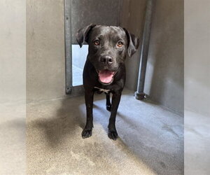 Mutt Dogs for adoption in San Bernardino, CA, USA