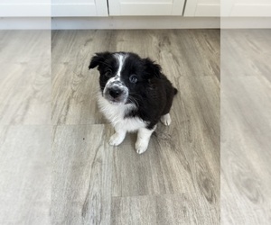 Border Collie Puppy for sale in SALEM, IN, USA