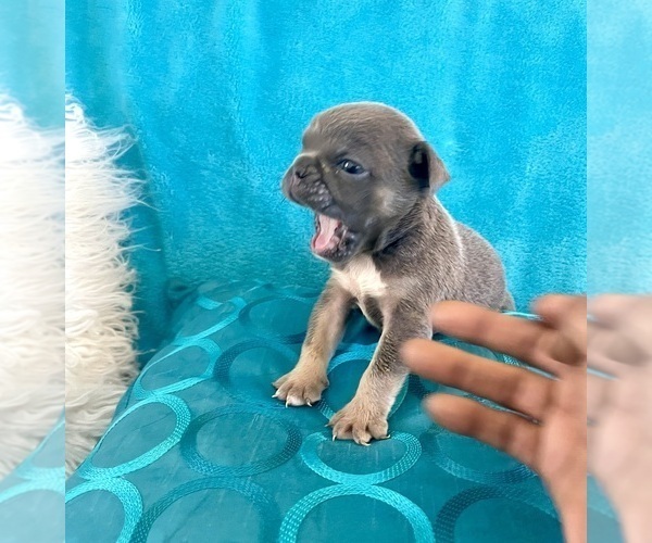 Medium Photo #8 English Bulldog Puppy For Sale in LONG BEACH, CA, USA