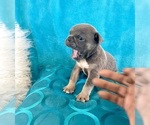 Small #7 English Bulldog