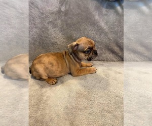 French Bulldog Puppy for sale in VIRGINIA BCH, VA, USA