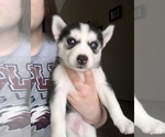 Small Photo #10 Siberian Husky Puppy For Sale in JOPLIN, MO, USA