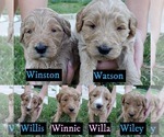 Small Photo #1 Goldendoodle Puppy For Sale in BRIARCLIFF, TX, USA