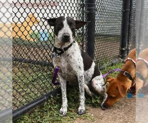 Australian Shepherd-Unknown Mix Dogs for adoption in San Antonio, TX, USA