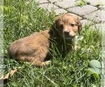 Small Photo #2 Chiweenie Puppy For Sale in PURCELLVILLE, VA, USA