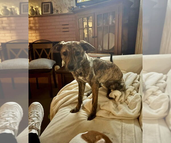 Medium Photo #2 Mutt Puppy For Sale in Brewster, NY, USA