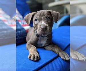 Labrador Retriever-Spaniel Mix Dogs for adoption in The Woodlands, TX, USA