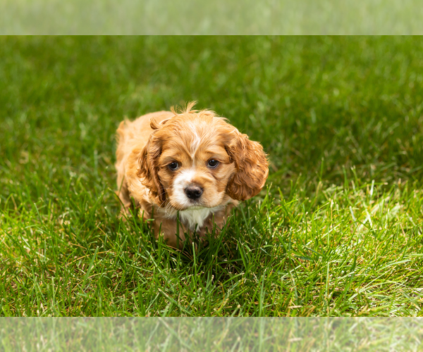 Medium Photo #10 Cocker Spaniel Puppy For Sale in NAPPANEE, IN, USA