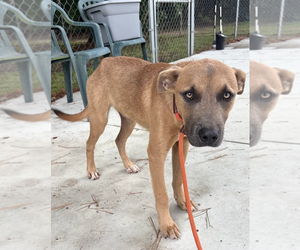 American Pit Bull Terrier-Unknown Mix Dogs for adoption in Oakhurst, NJ, USA